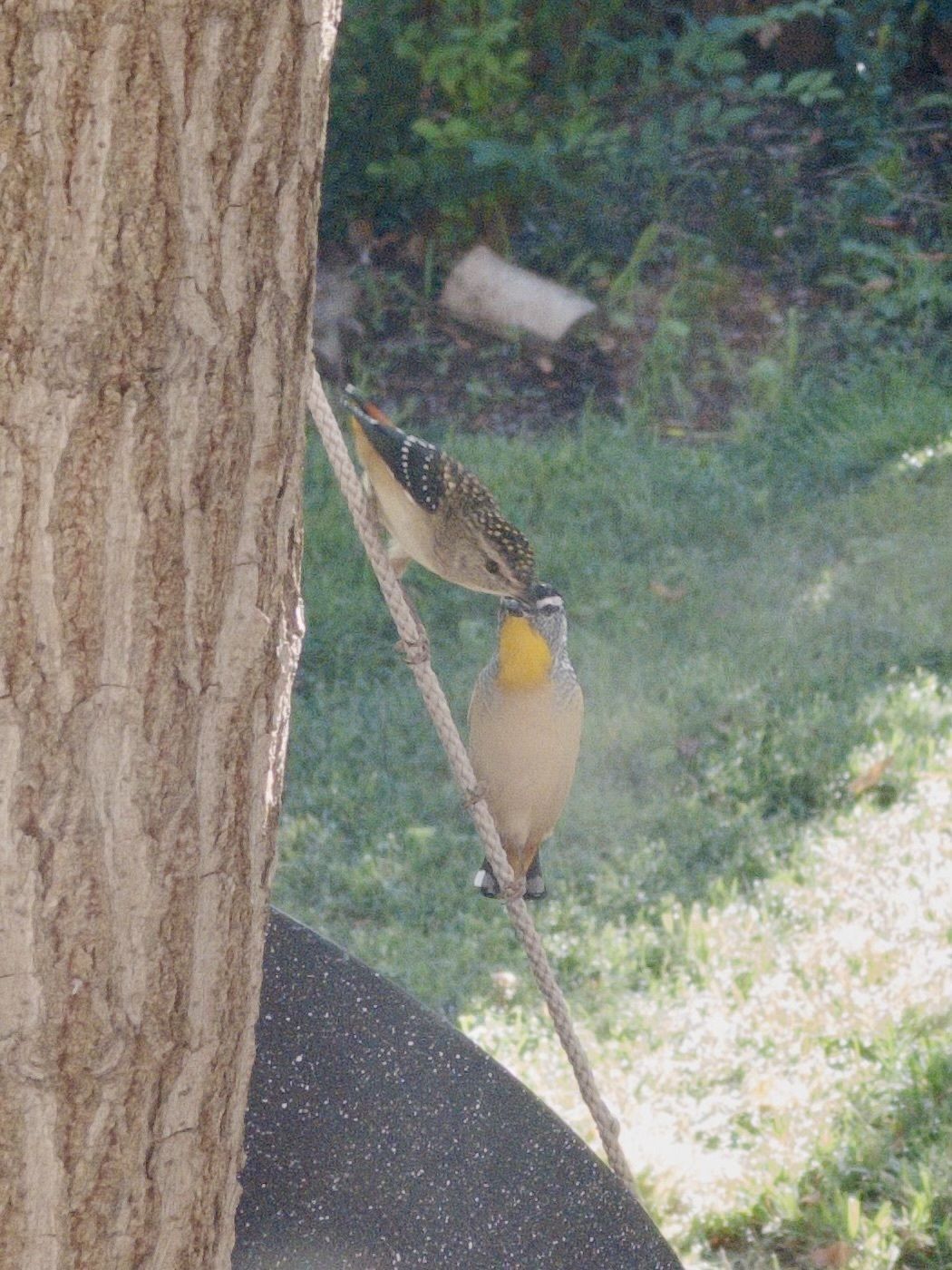 A pair of Spotted Pardilotes