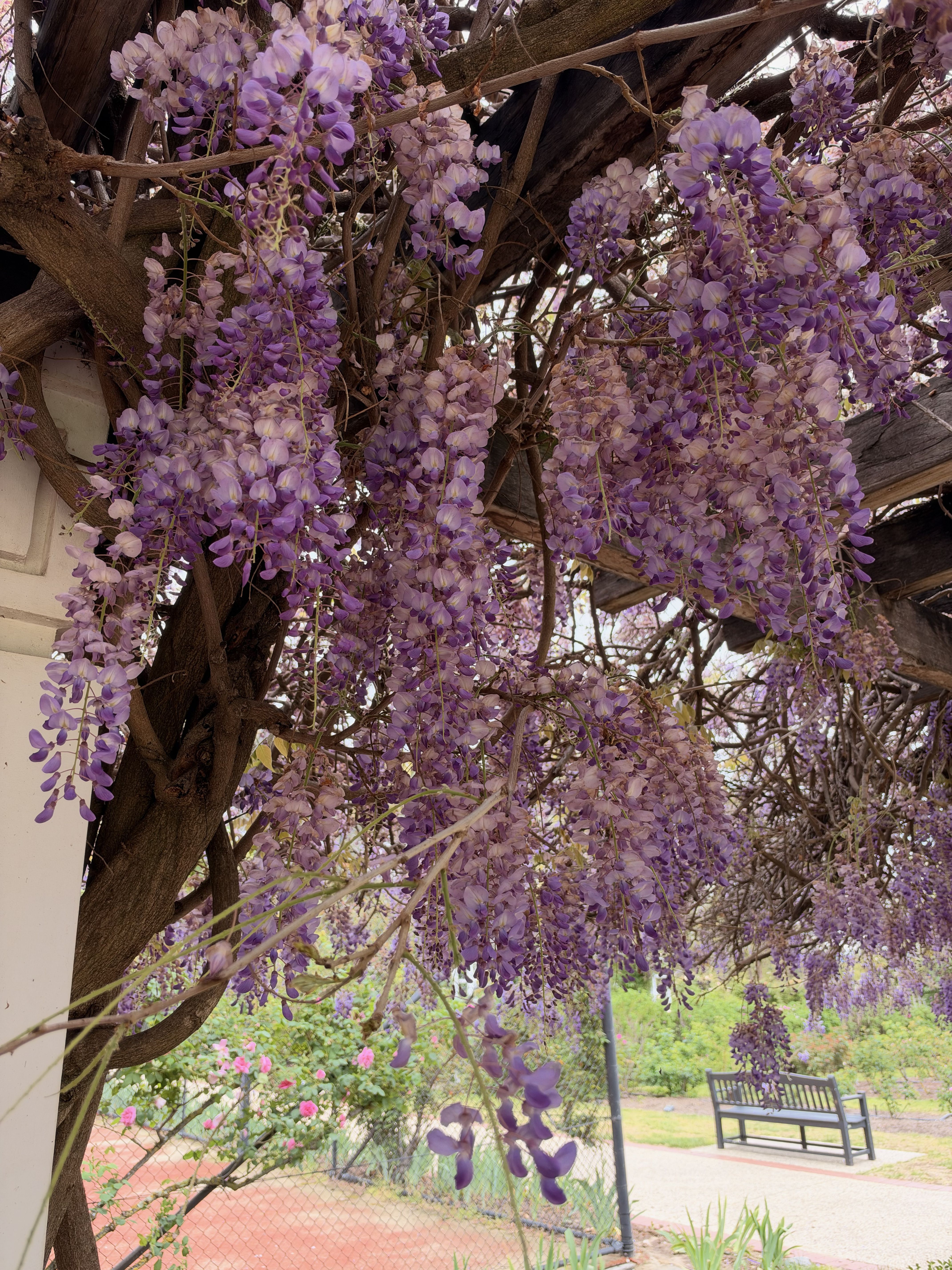 Purple wisteria flowers hanging from a tree under a metal structure.