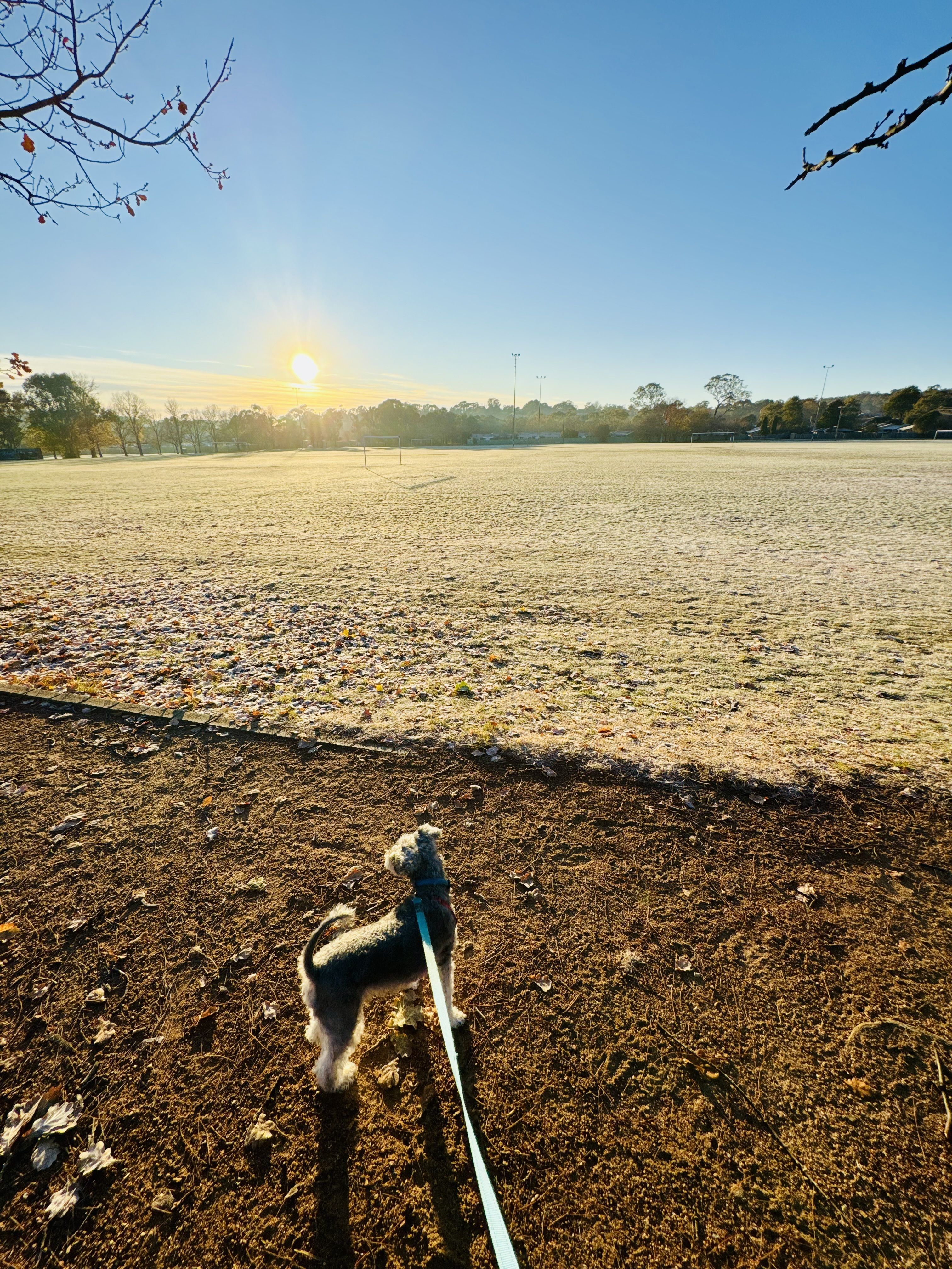 A dog looking out to a frosty oval