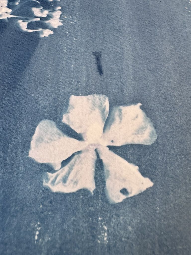 A white flower and a dark object on a dark surface.