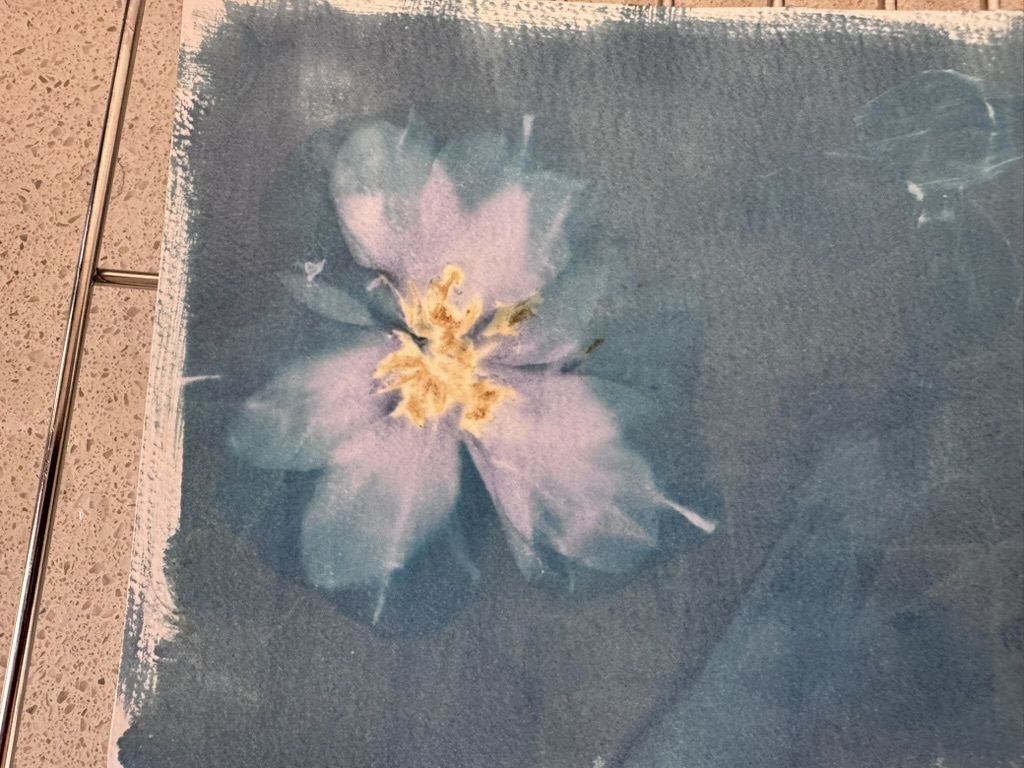 A cyanotype print of a flower with yellow center on a dark blue background.