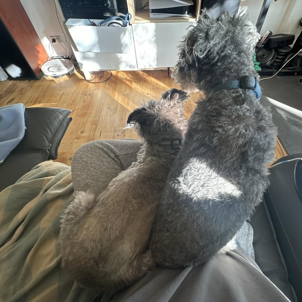 Two dogs bunched together sitting on a lap — when there is a whole couch to be sat on.