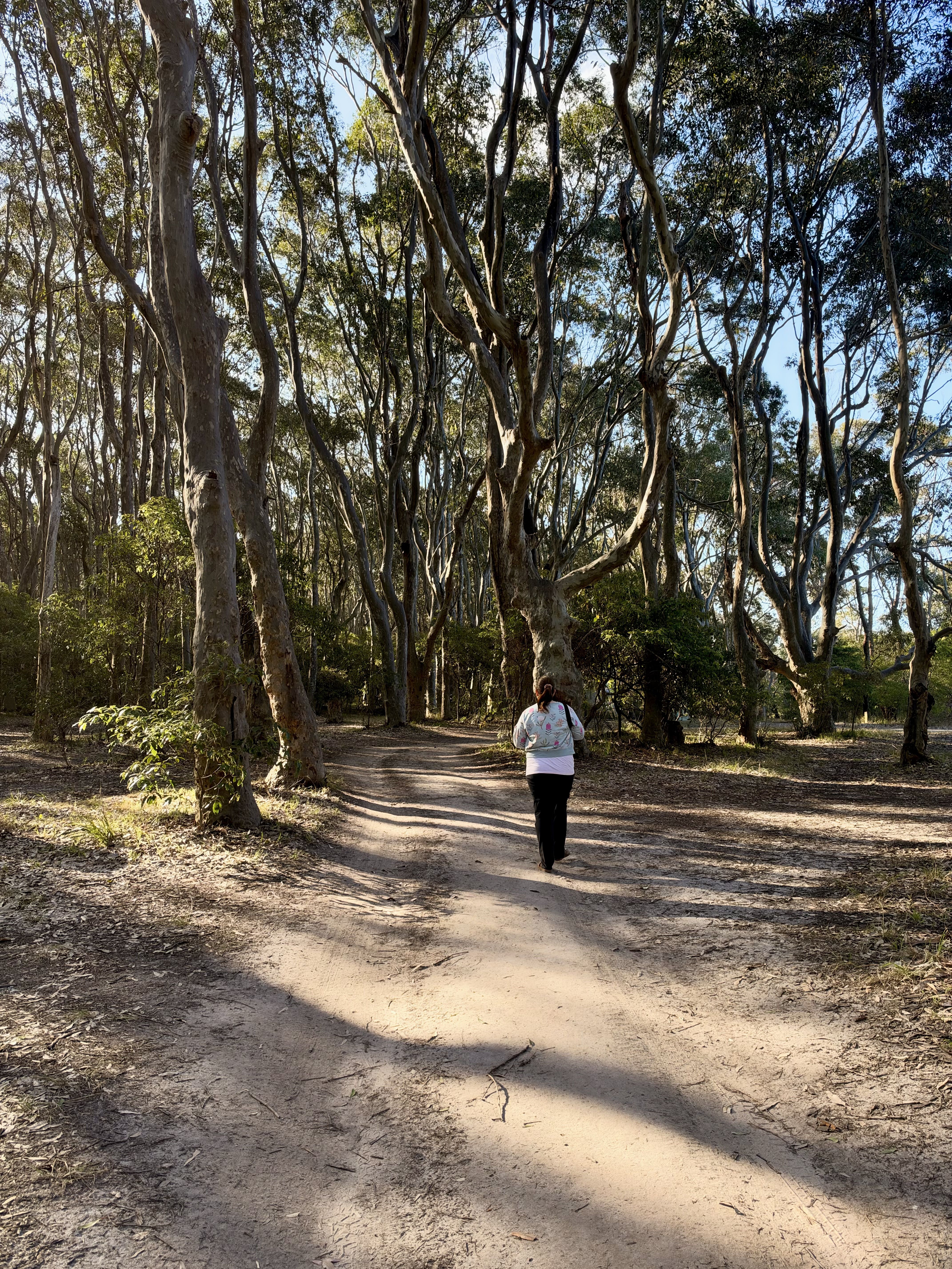 A person walking on a dirt path through a forest of tall trees.