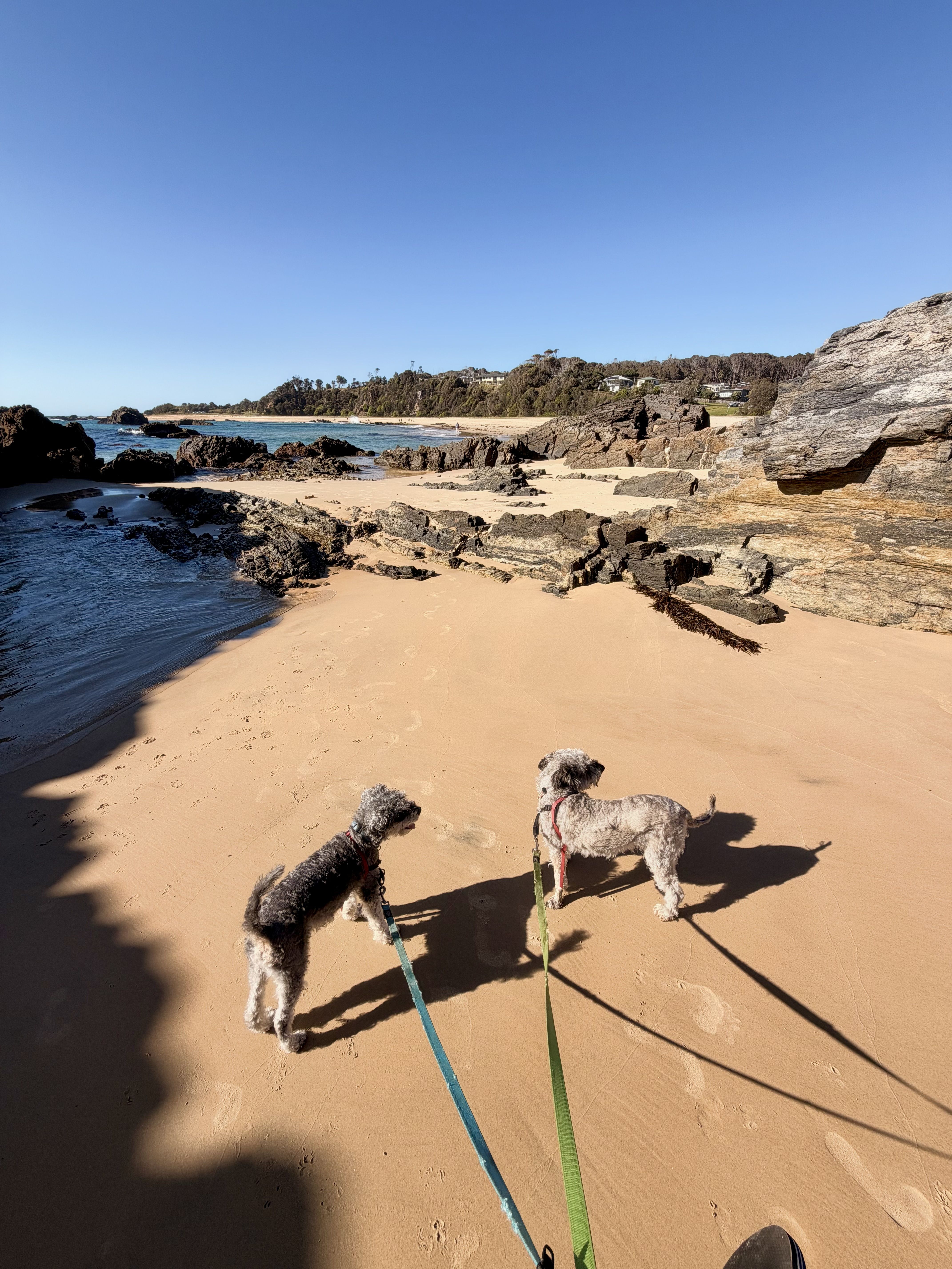Two dogs on leashes on a sandy beach with rocky cliffs and water.