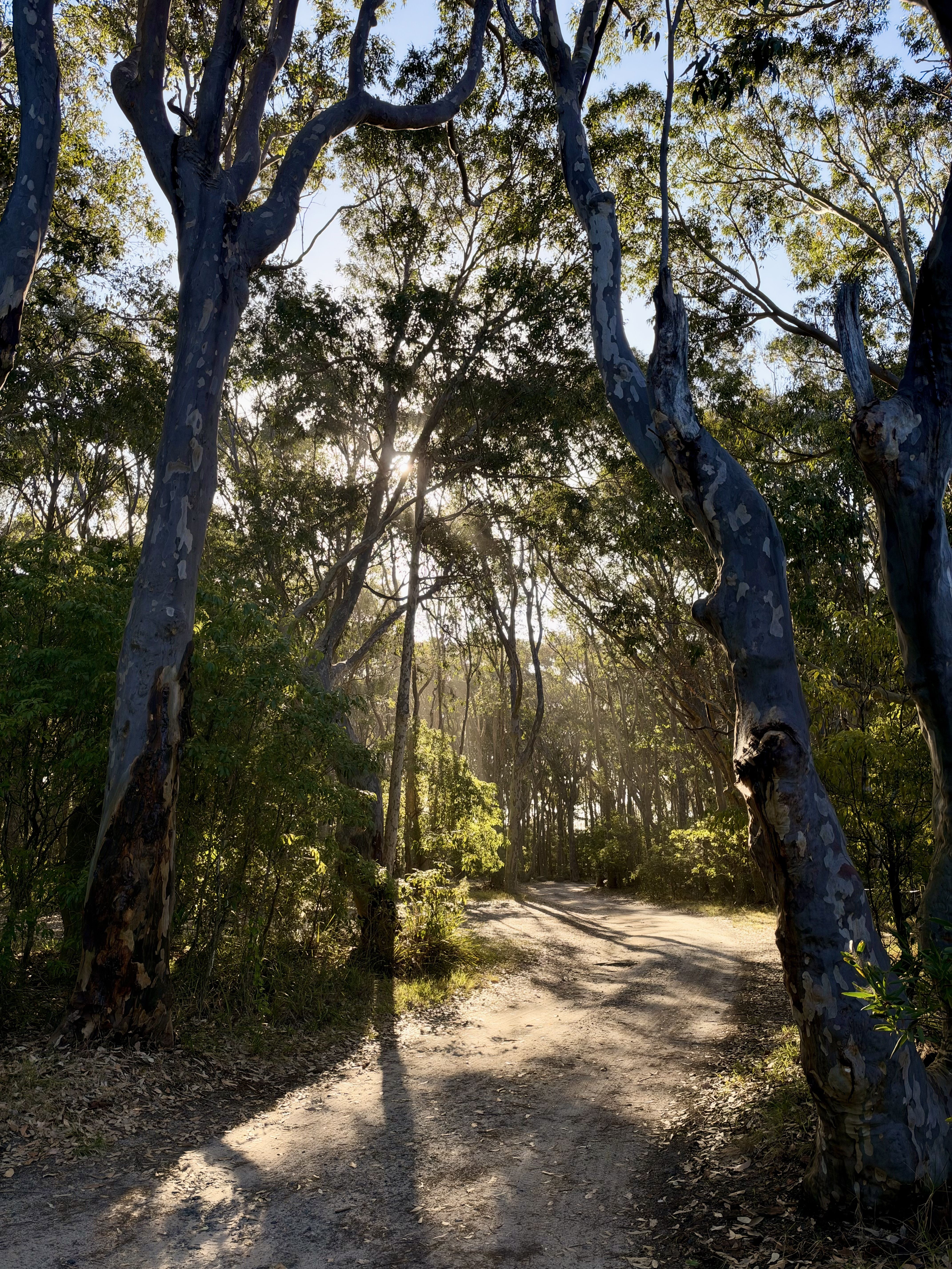 A dirt path through a forest with sunlight filtering through the trees.