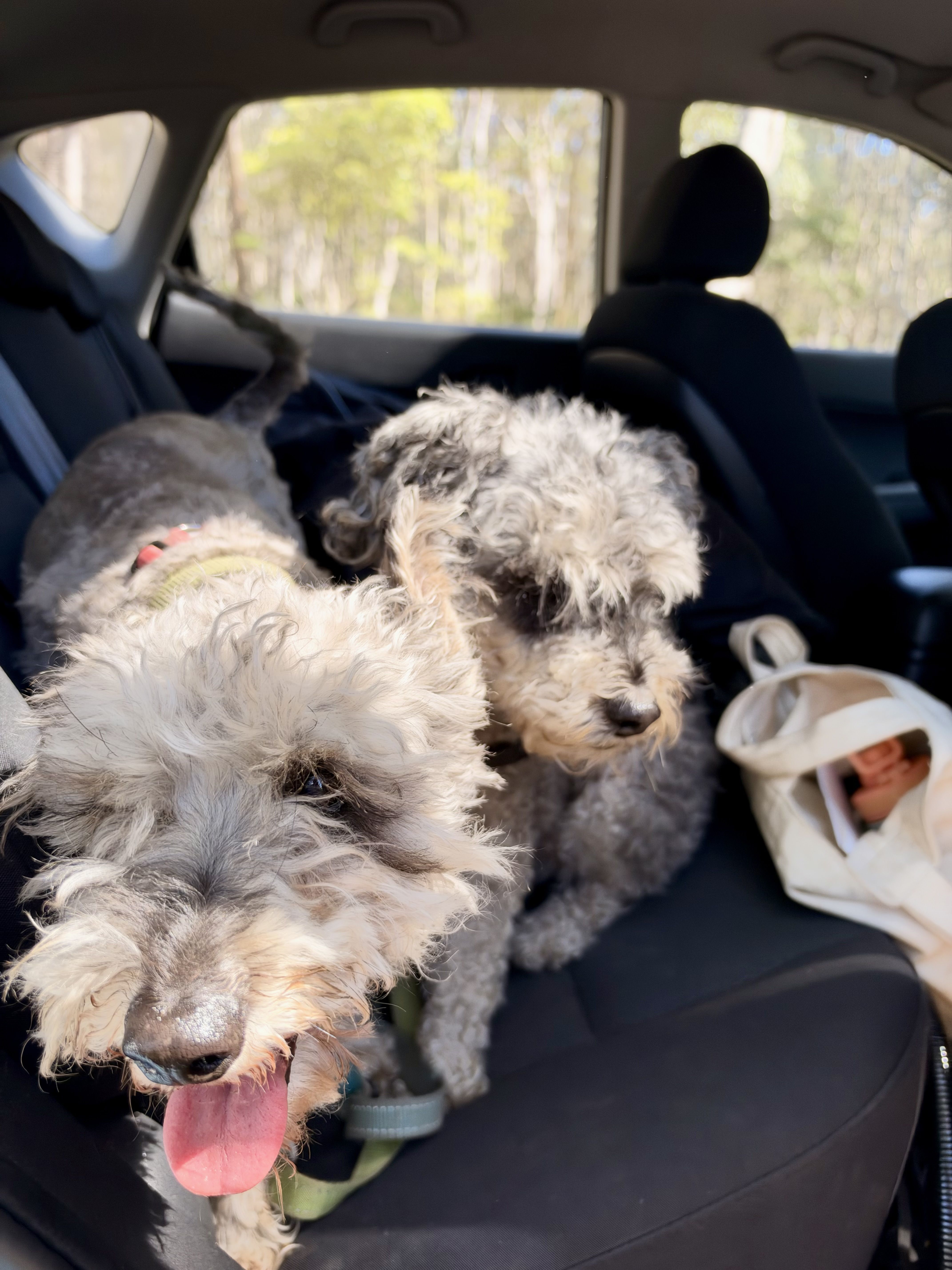 Two small dogs sitting on a car seat.