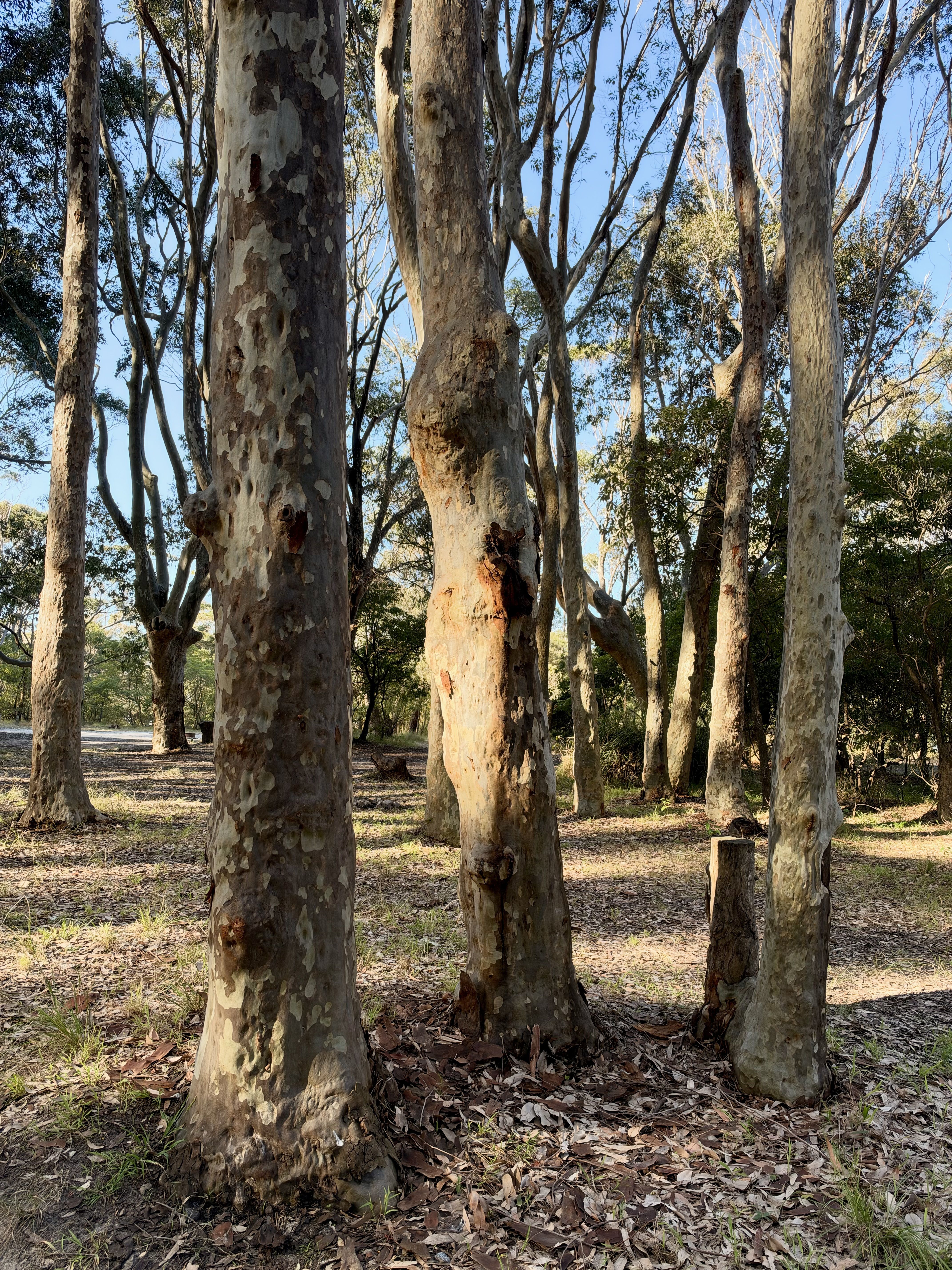 A forest with tall trees and a ground covered with leaves under a clear sky.