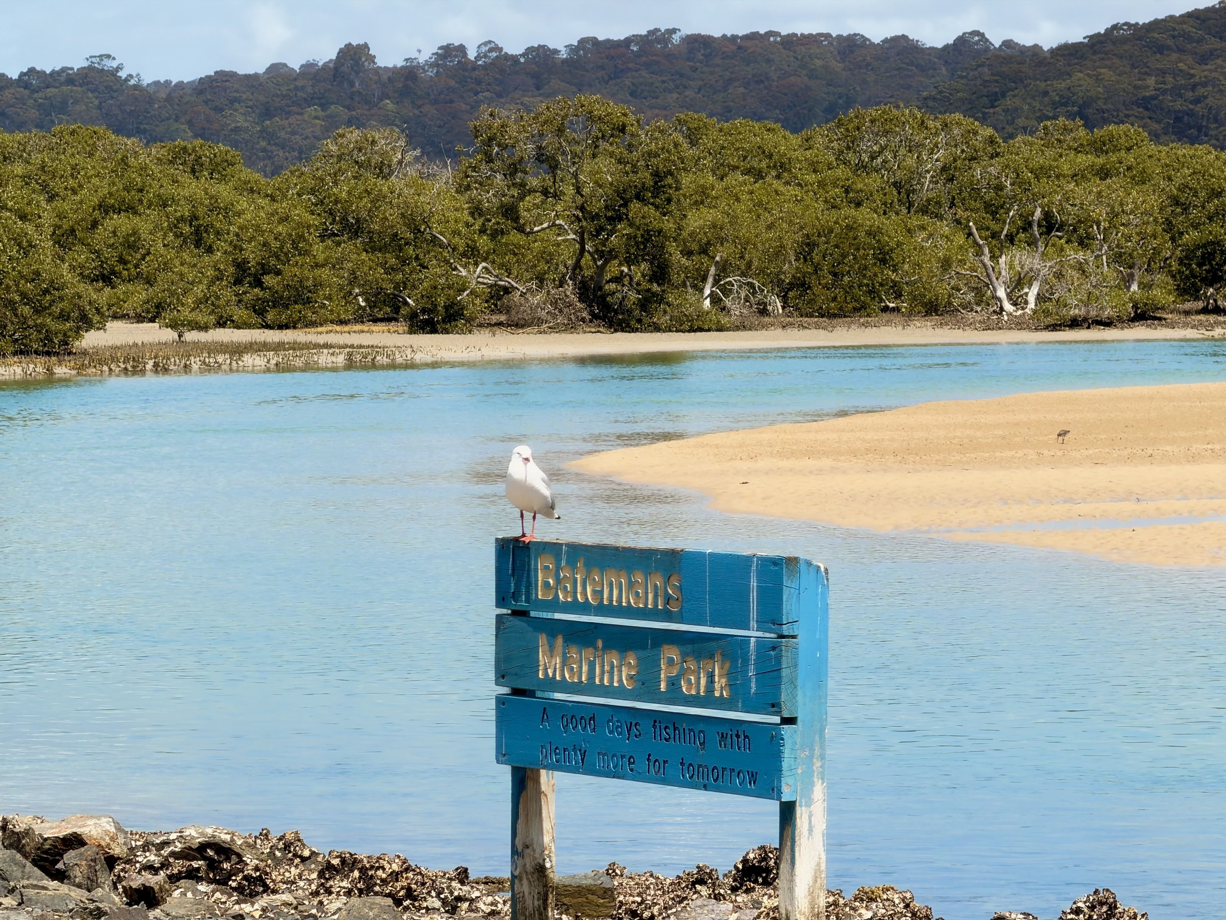 A white bird standing on a blue sign near a body of water.