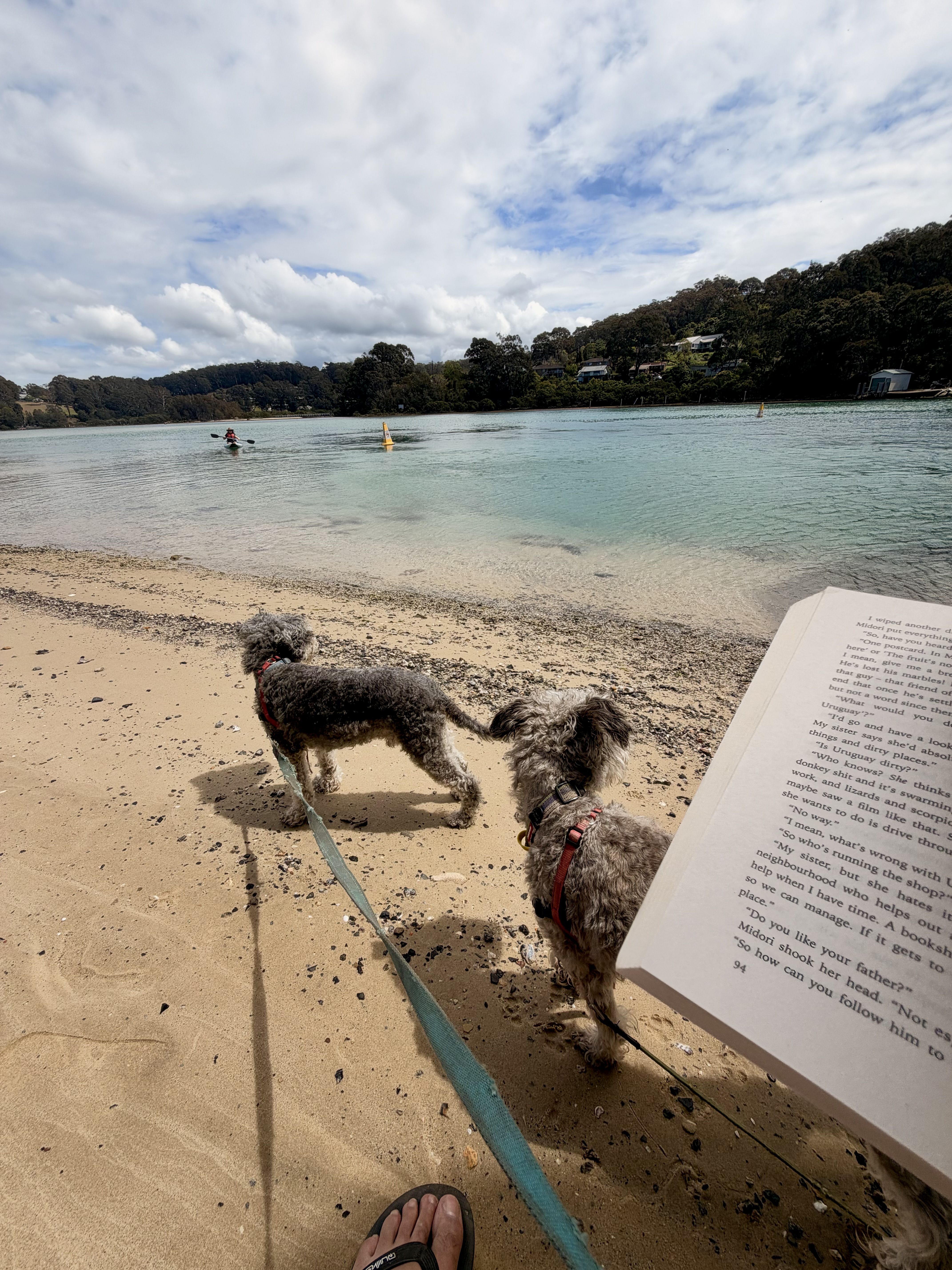 Two dogs on a beach with a person reading a book.