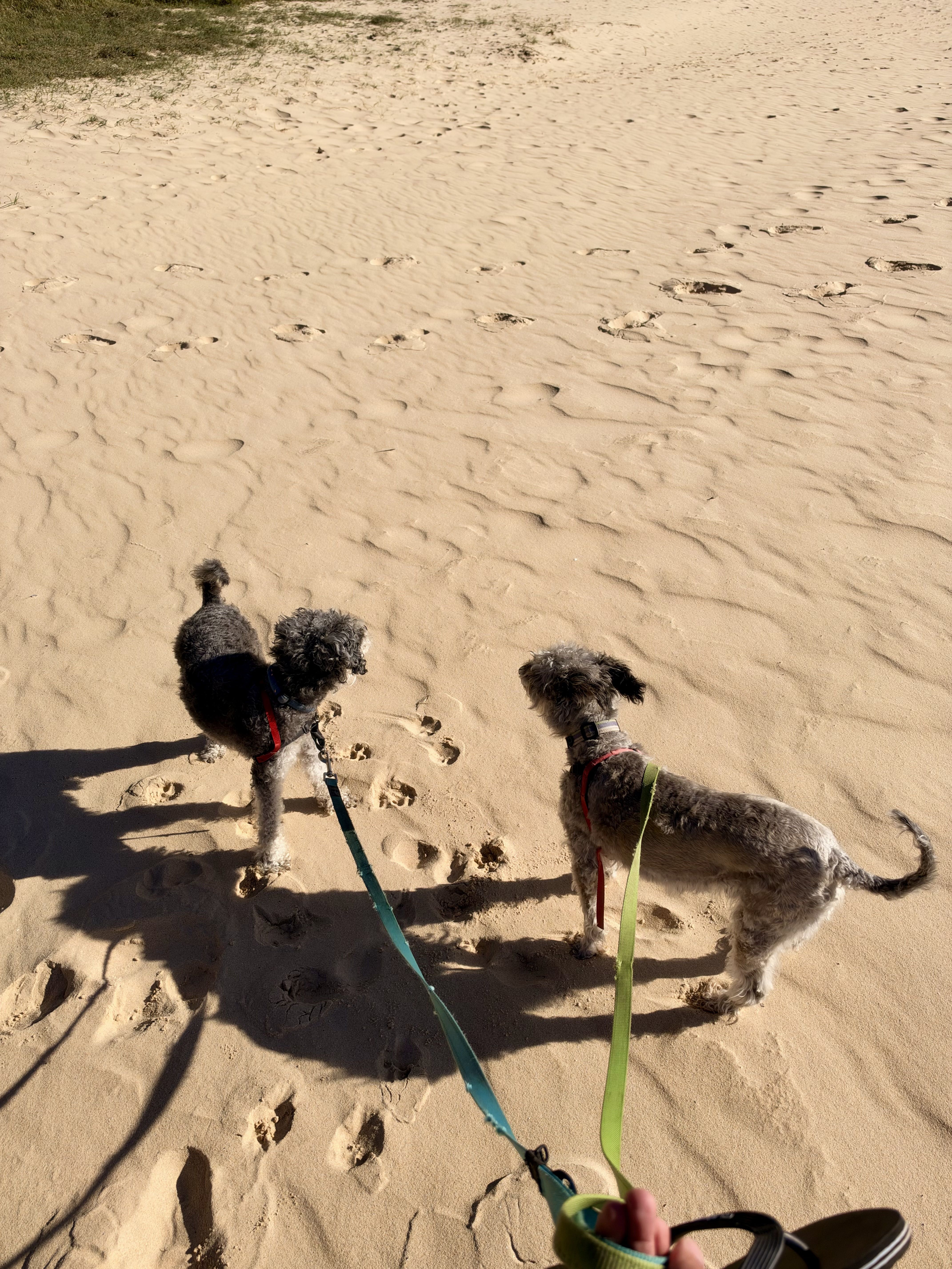Two small dogs on leashes standing on sand.