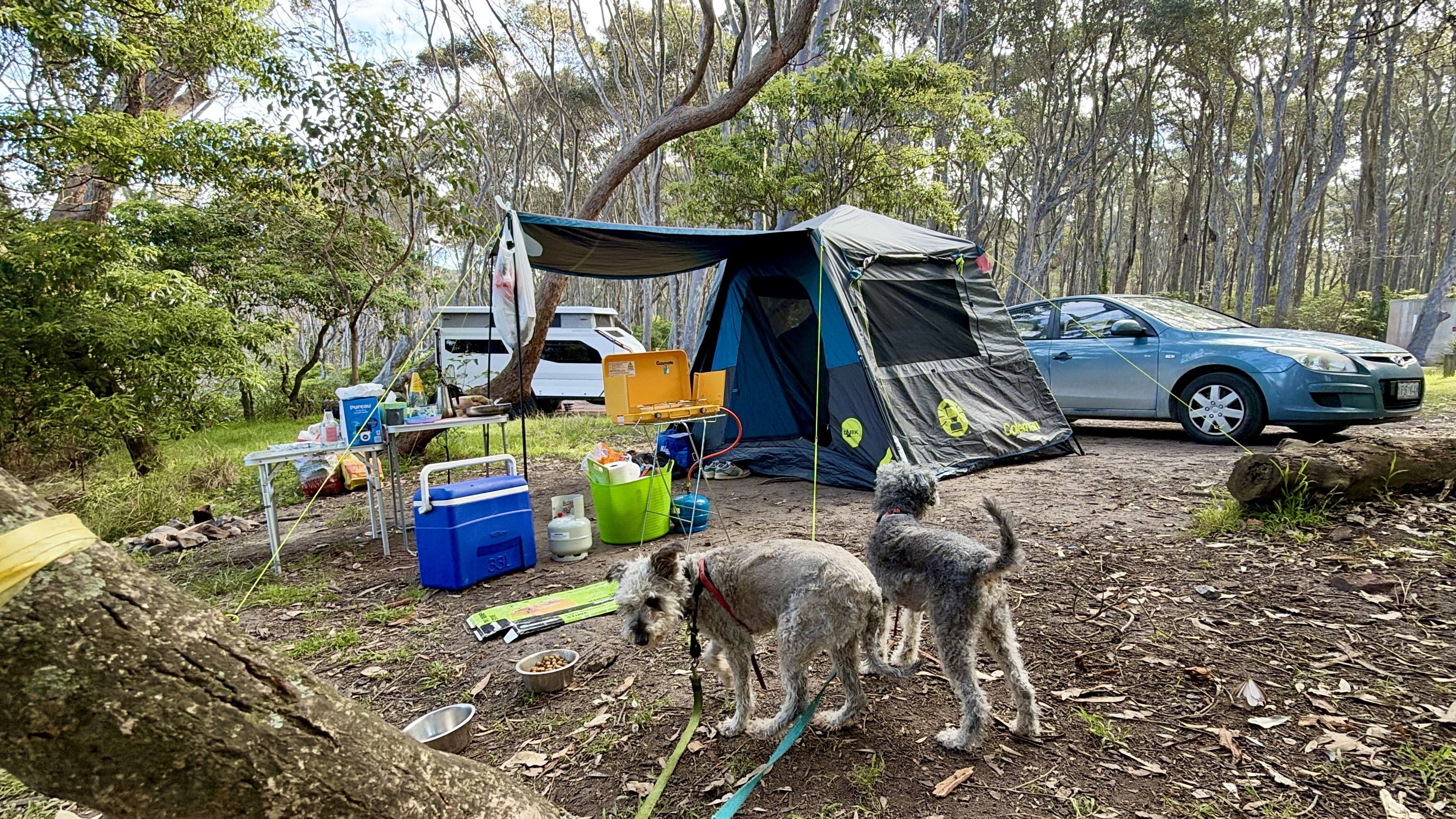 Two dogs near a tent and vehicles in a wooded area.