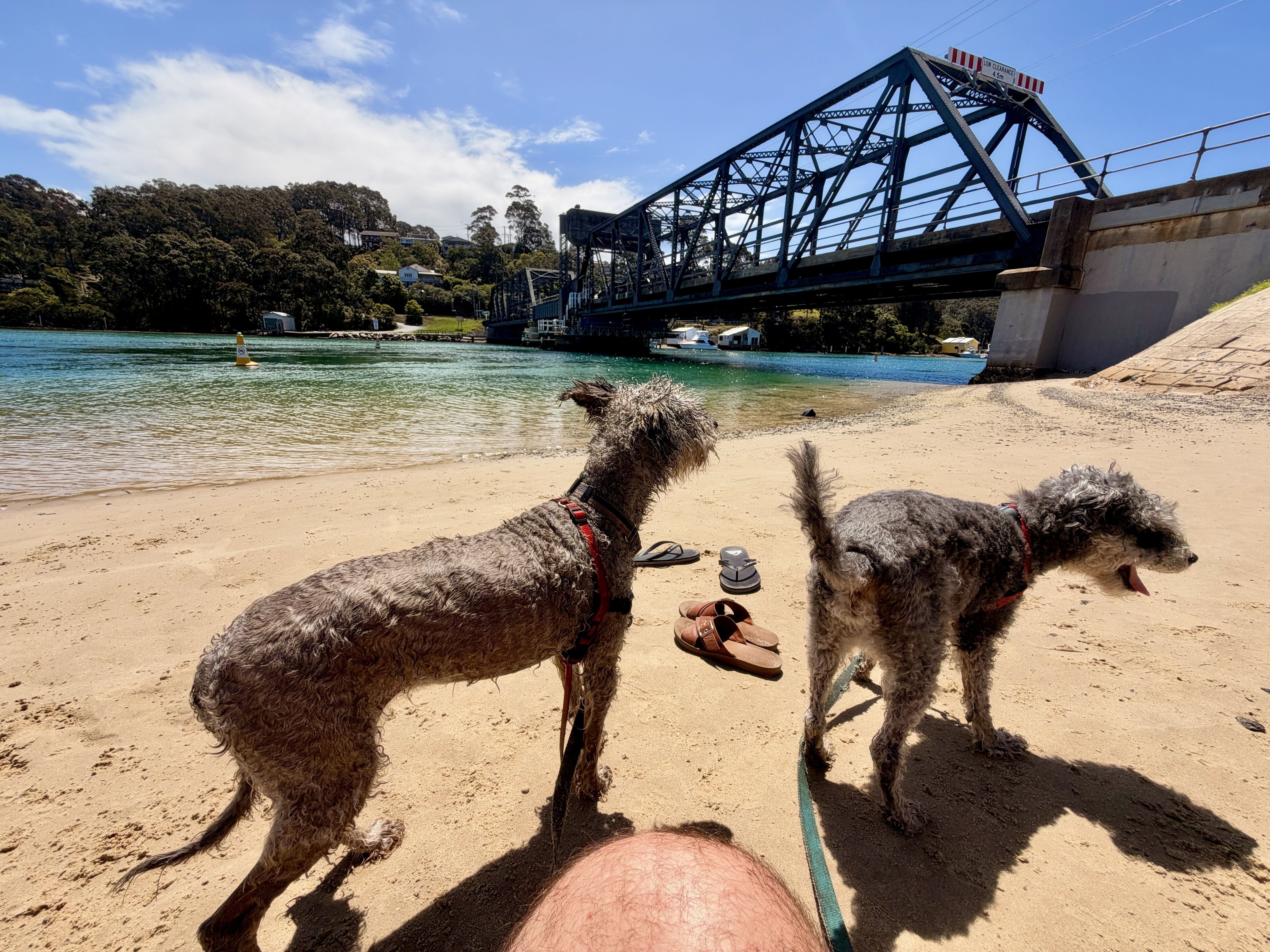 Two dogs on a sandy beach near a bridge.