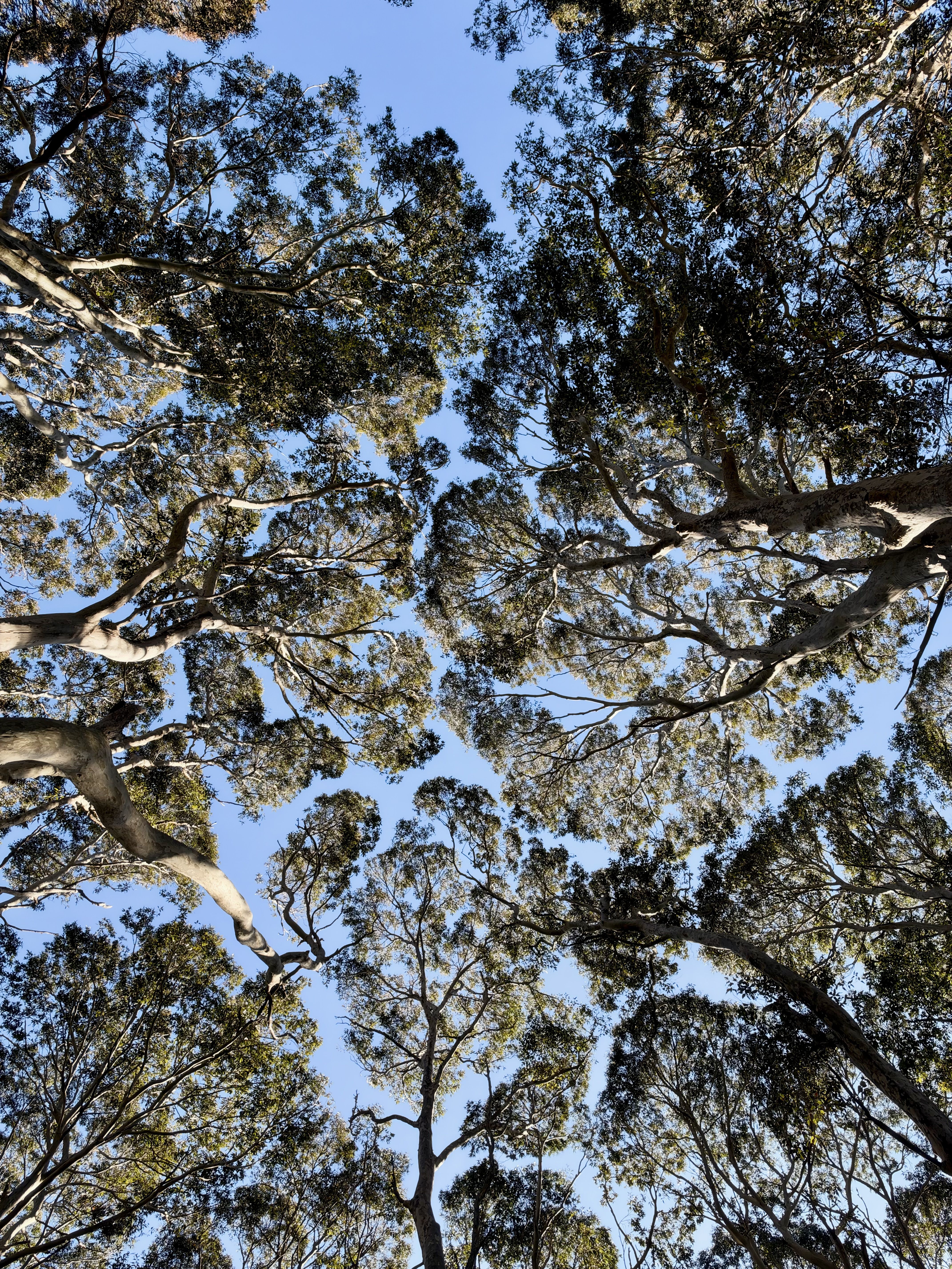 Canopy of trees against a clear blue sky.