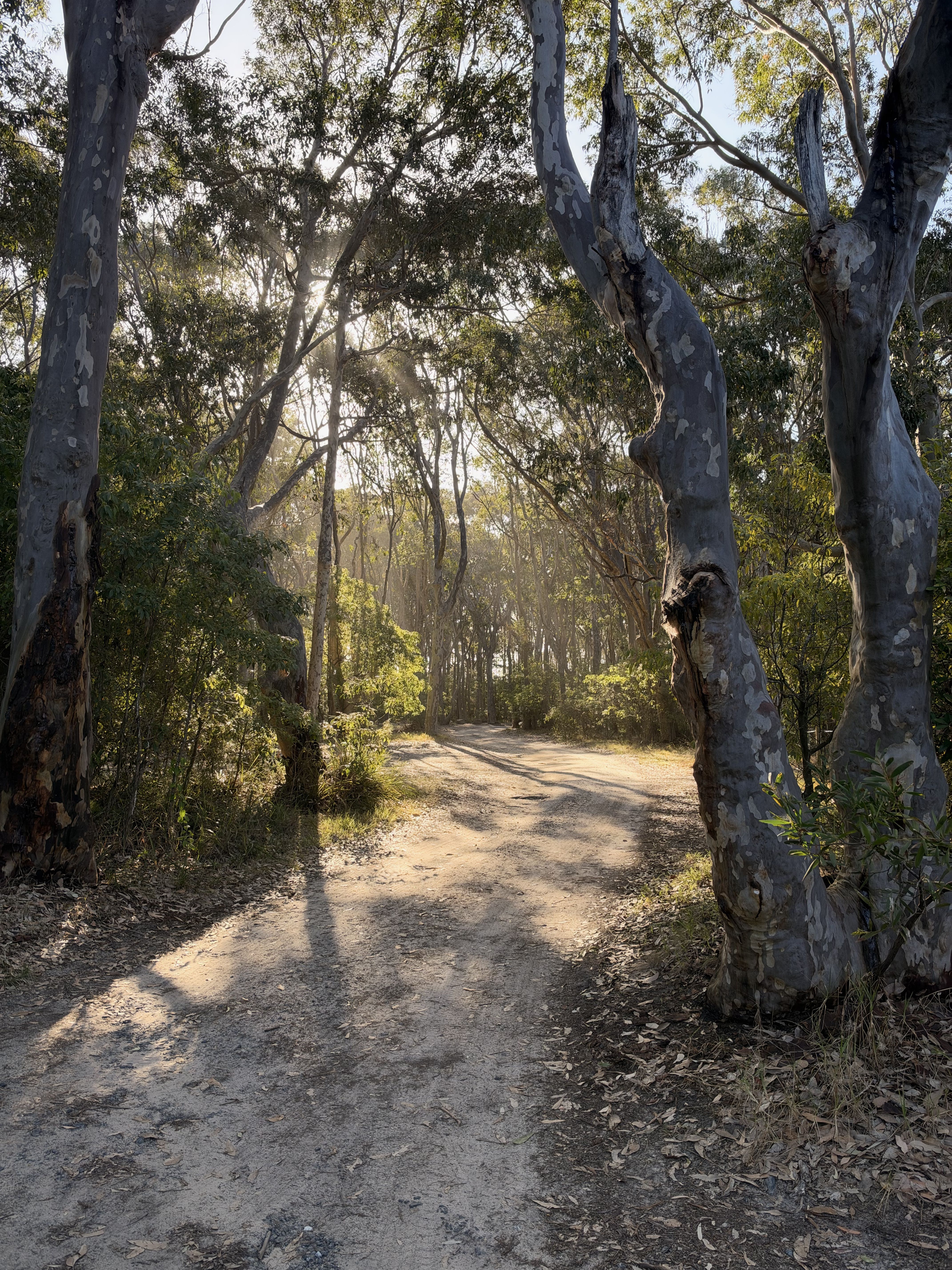 A dirt path through a forest with trees and sunlight.