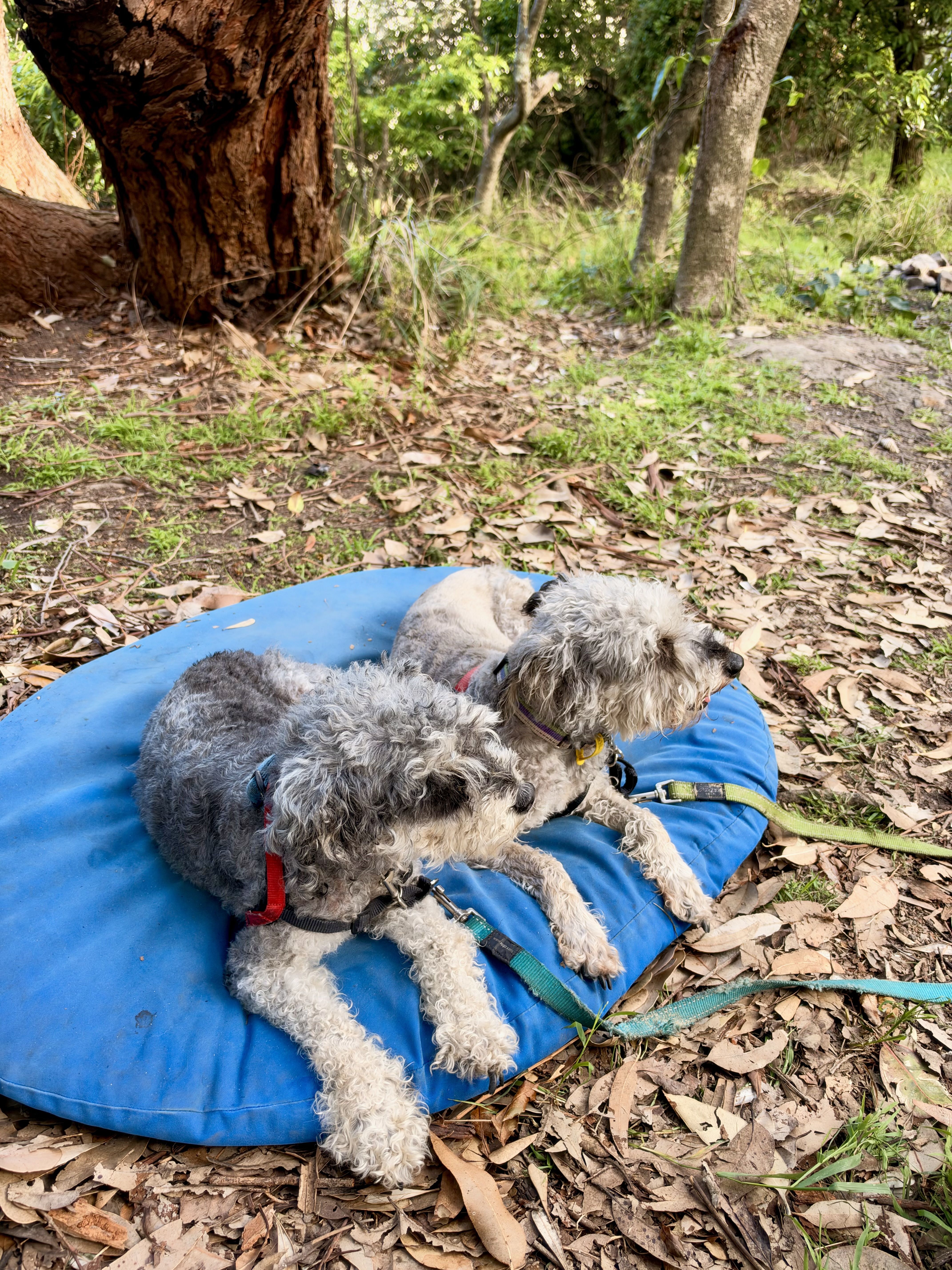 Two dogs on a blue mat in a wooded area.