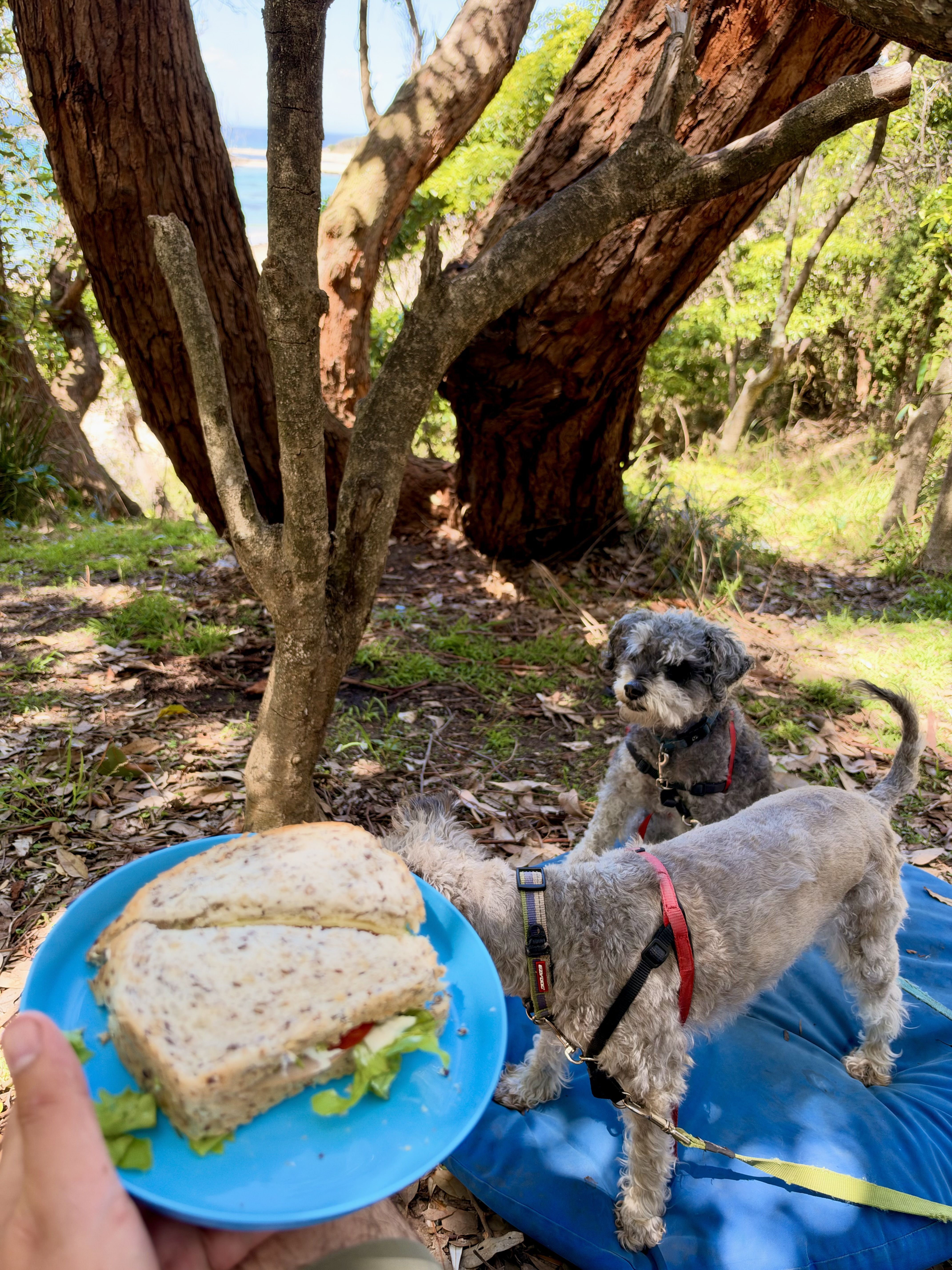 A person holds a sandwich on a plate while two dogs stand near a tree.